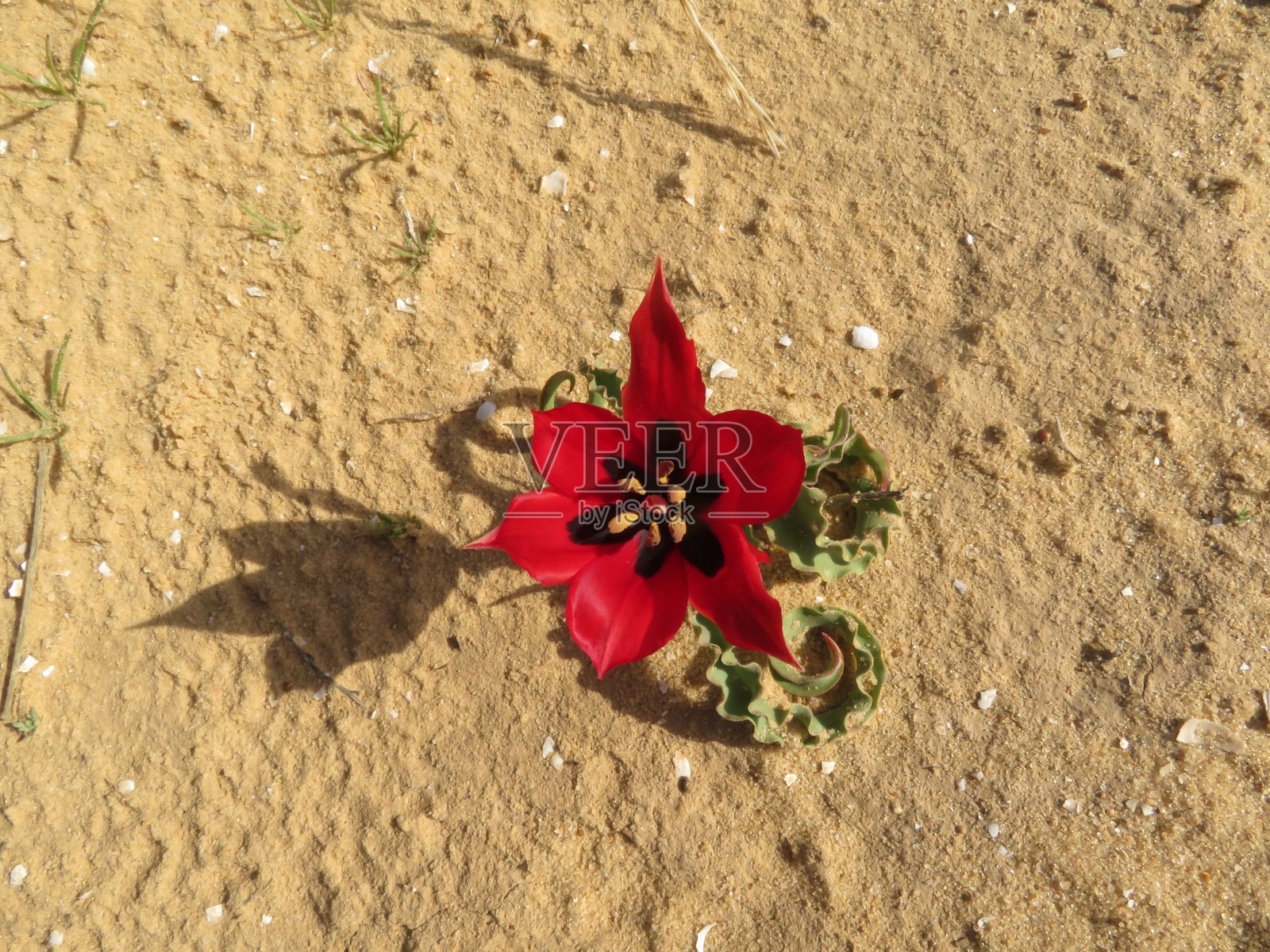 沙漠中的一朵红色郁金香照片摄影图片