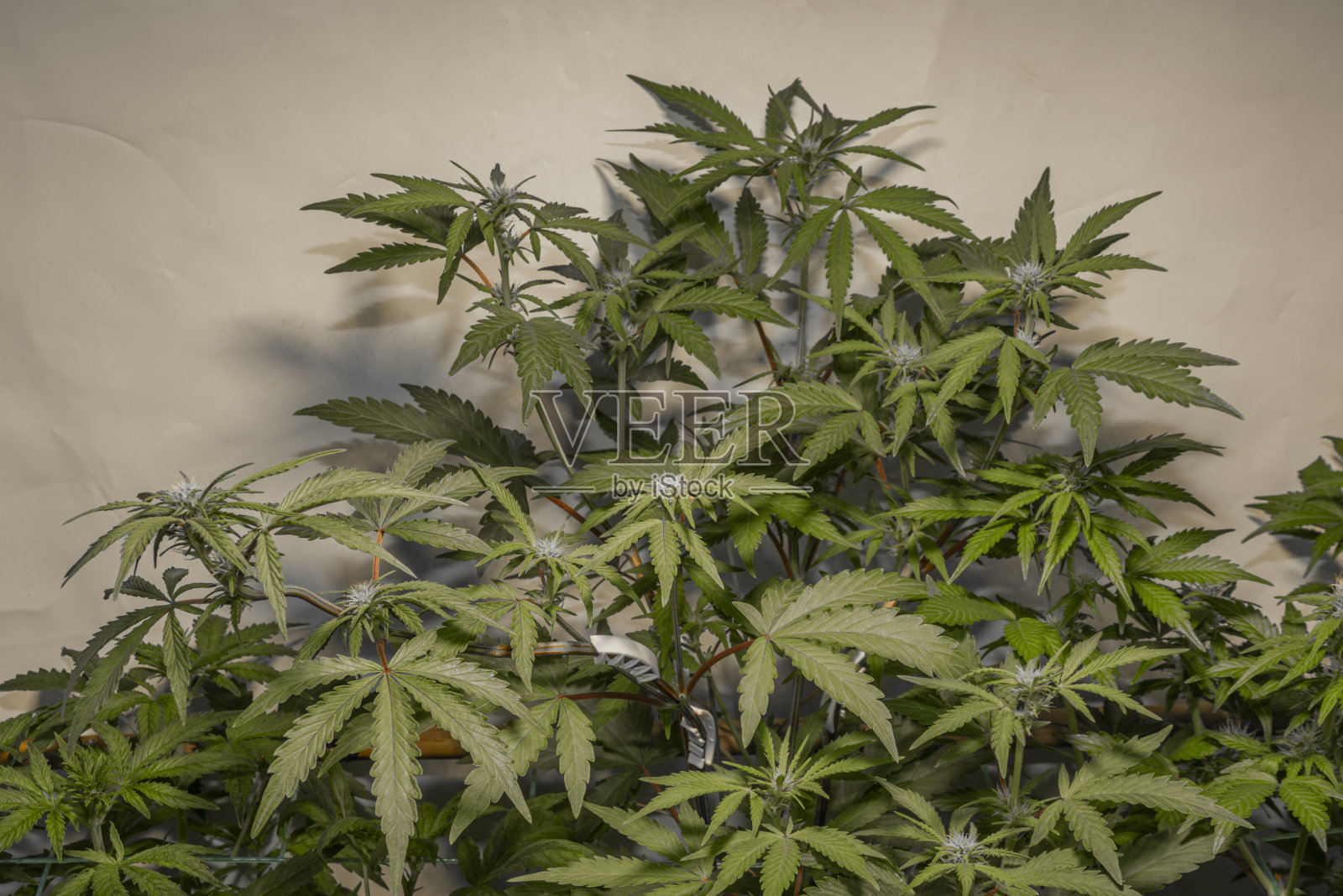 白俄品种大麻花室内scrog法照片摄影图片