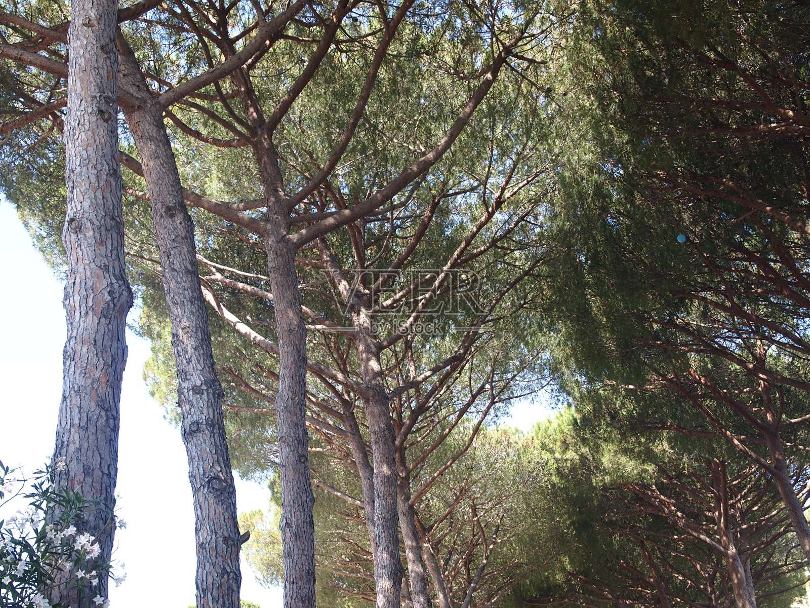 松树托斯卡纳照片摄影图片