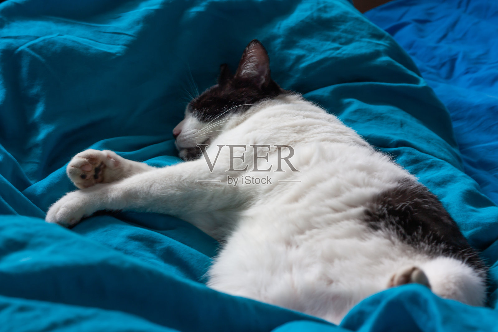 厚颜无耻的猫睡在绿松石床单的床上。黑白相间的猫。猫的生活。猫住在房子里照片摄影图片