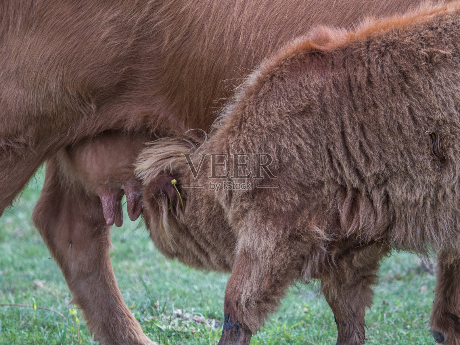 高地牛照片摄影图片