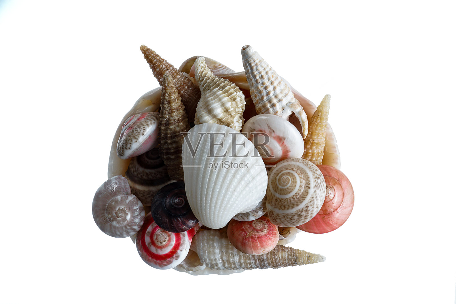 贝壳静物，由大壳里面五颜六色的小壳组成照片摄影图片