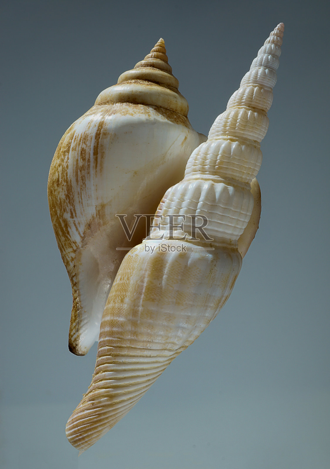 贝壳静物，由大壳里面五颜六色的小壳组成照片摄影图片