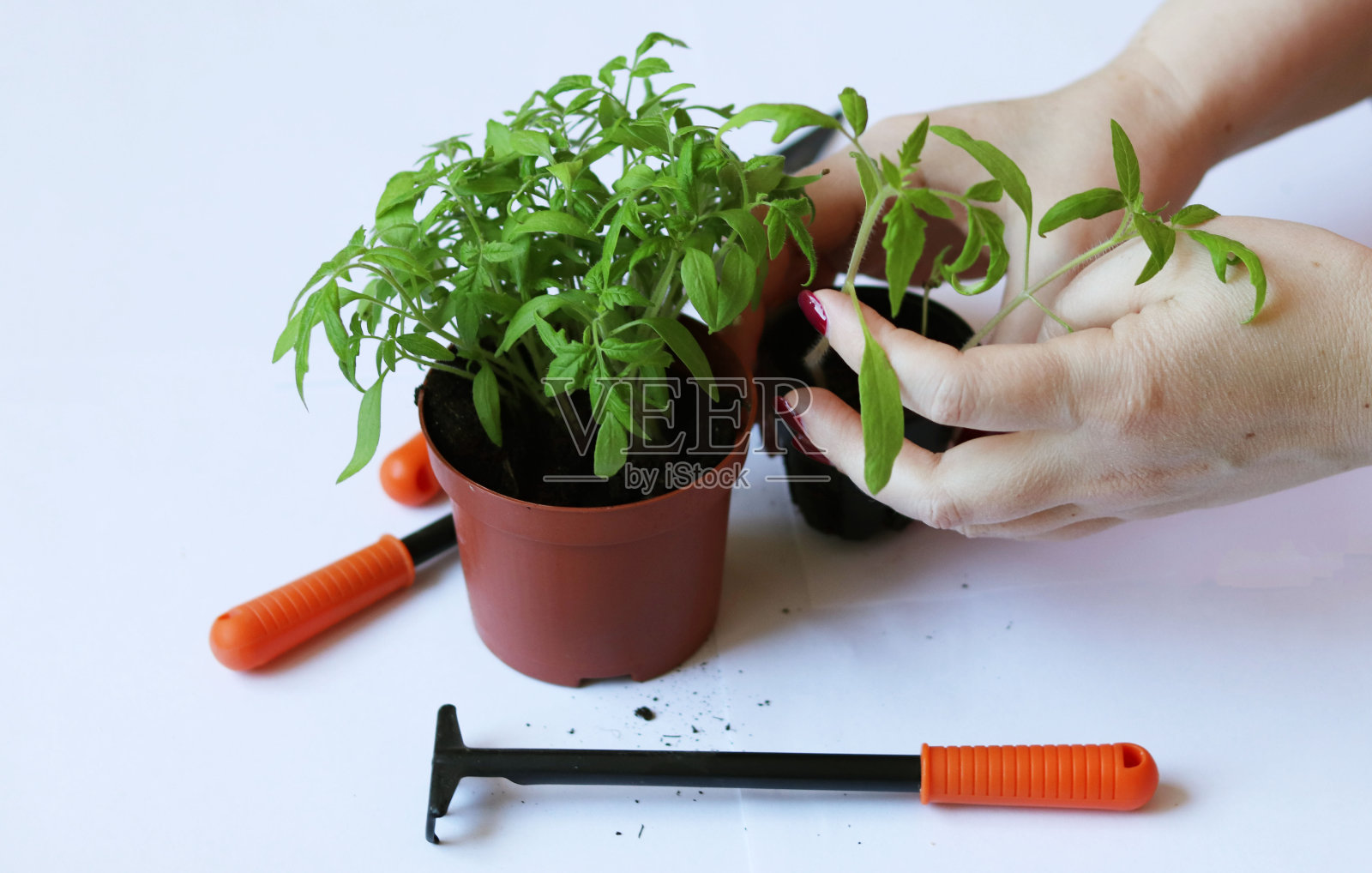 在家里种西红柿。孩子的手拿着小园艺工具。照片摄影图片