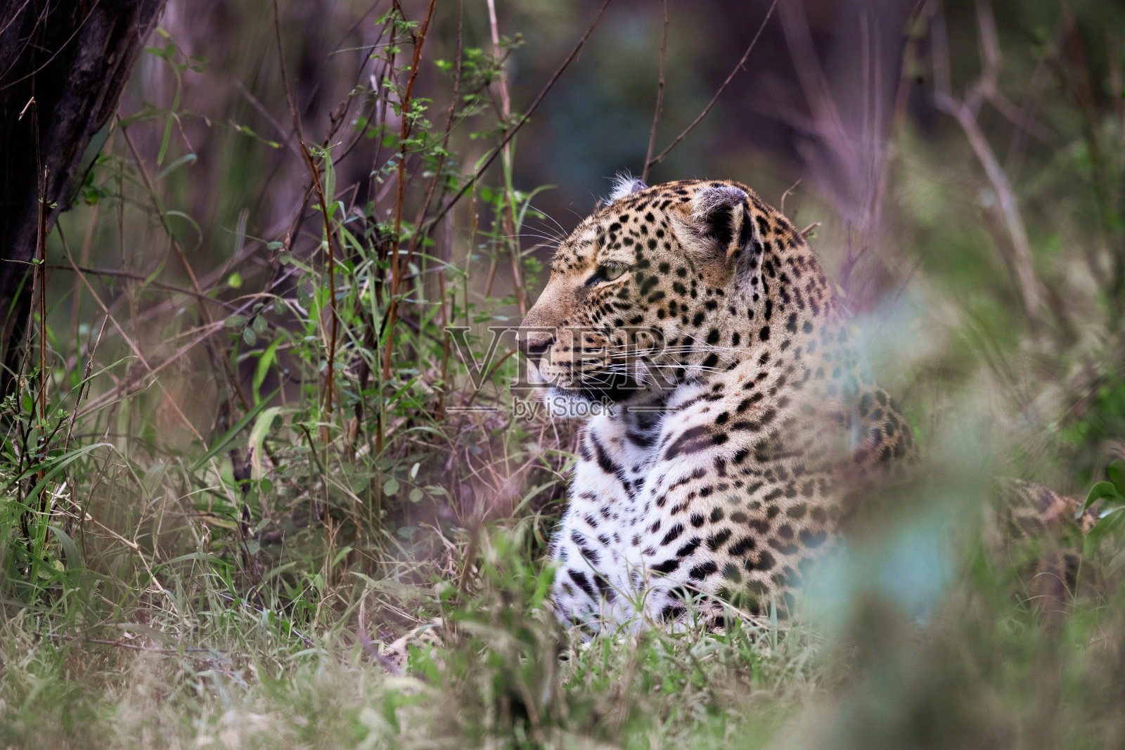 马赛马拉豹在草地上休息。照片摄影图片