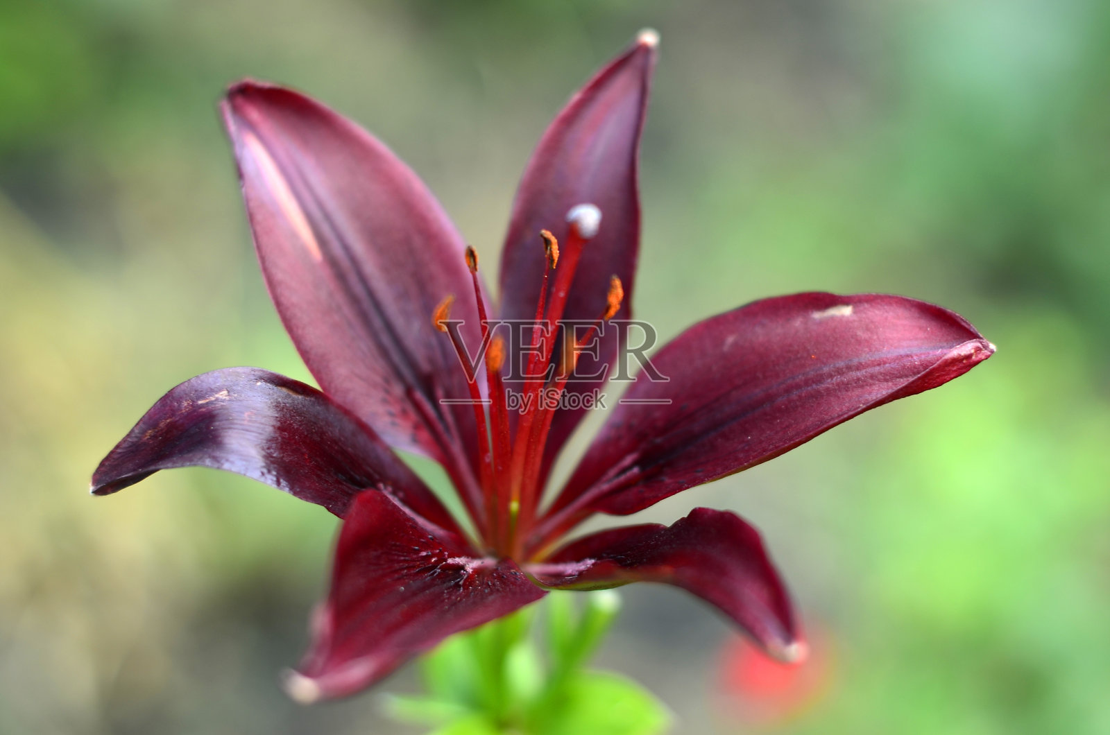 在我的避暑小屋里，我有各种各样美丽的花。照片摄影图片