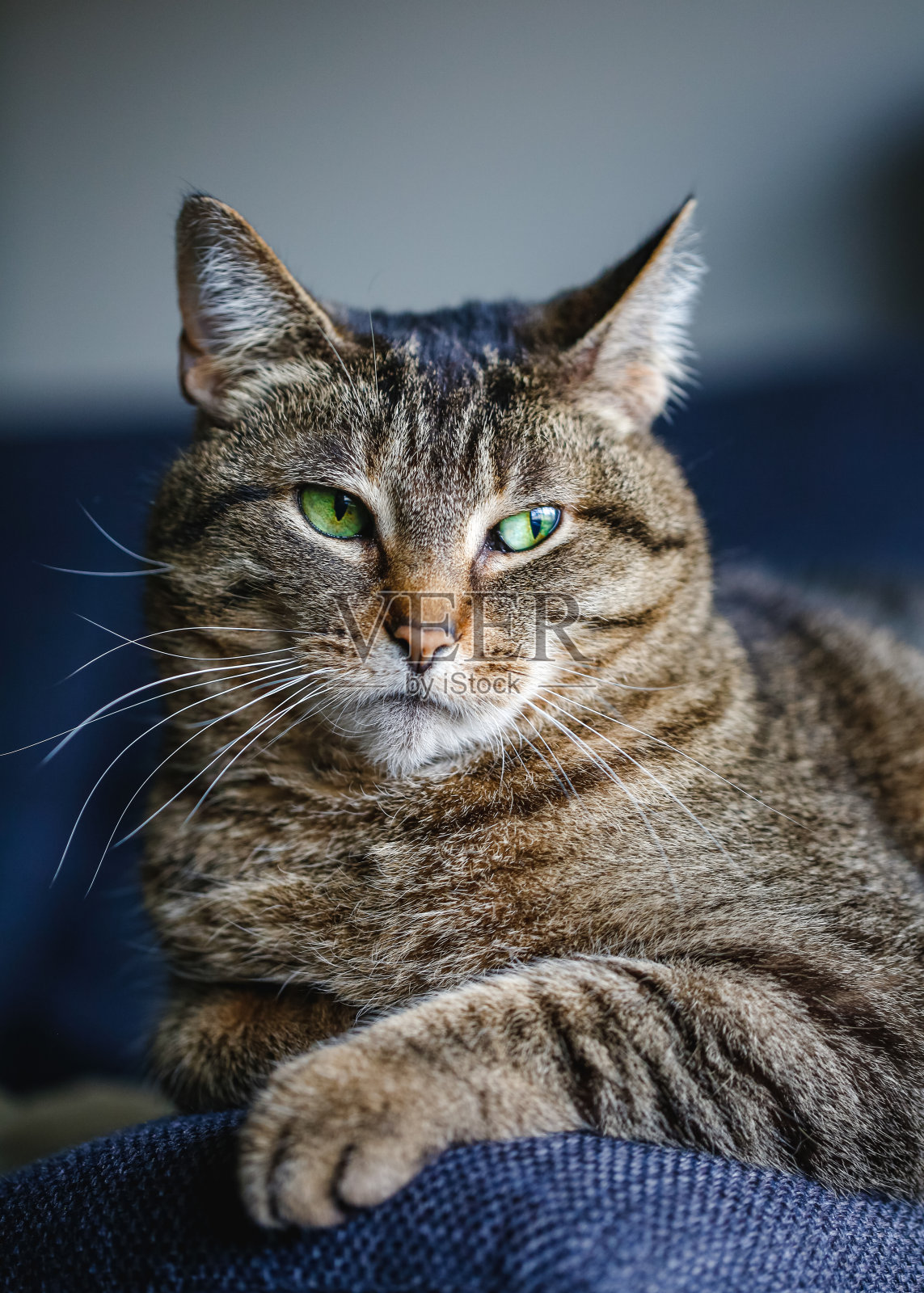 家猫照片摄影图片