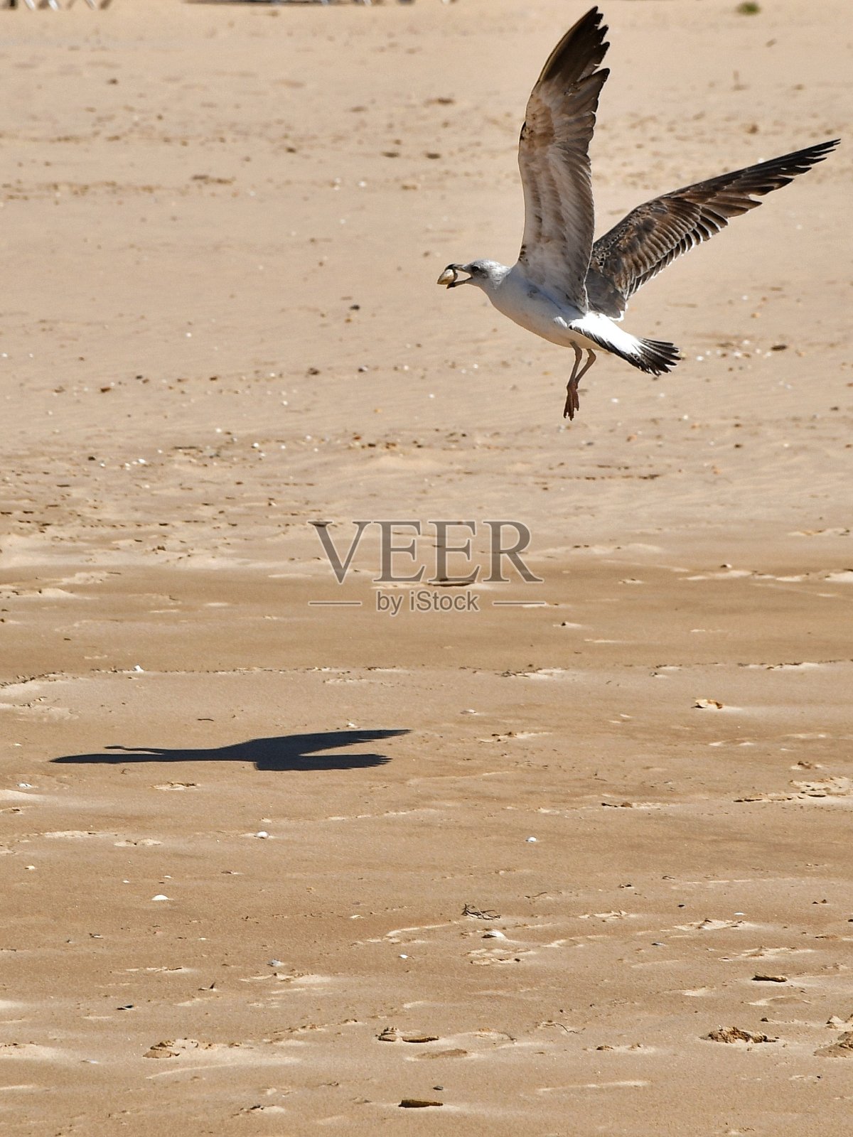 海鸥照片摄影图片