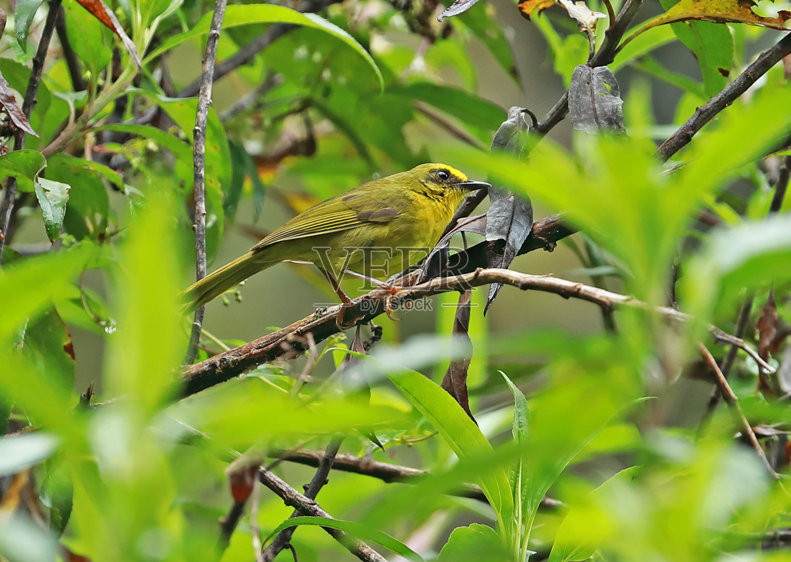 黄水晶莺照片摄影图片