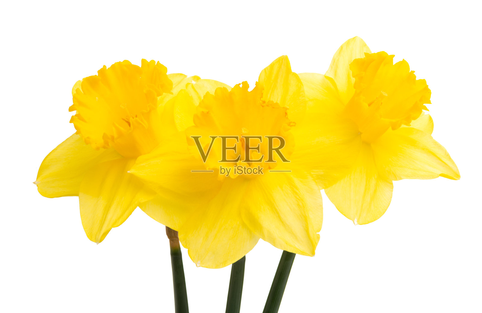 水仙花儿孤立照片摄影图片