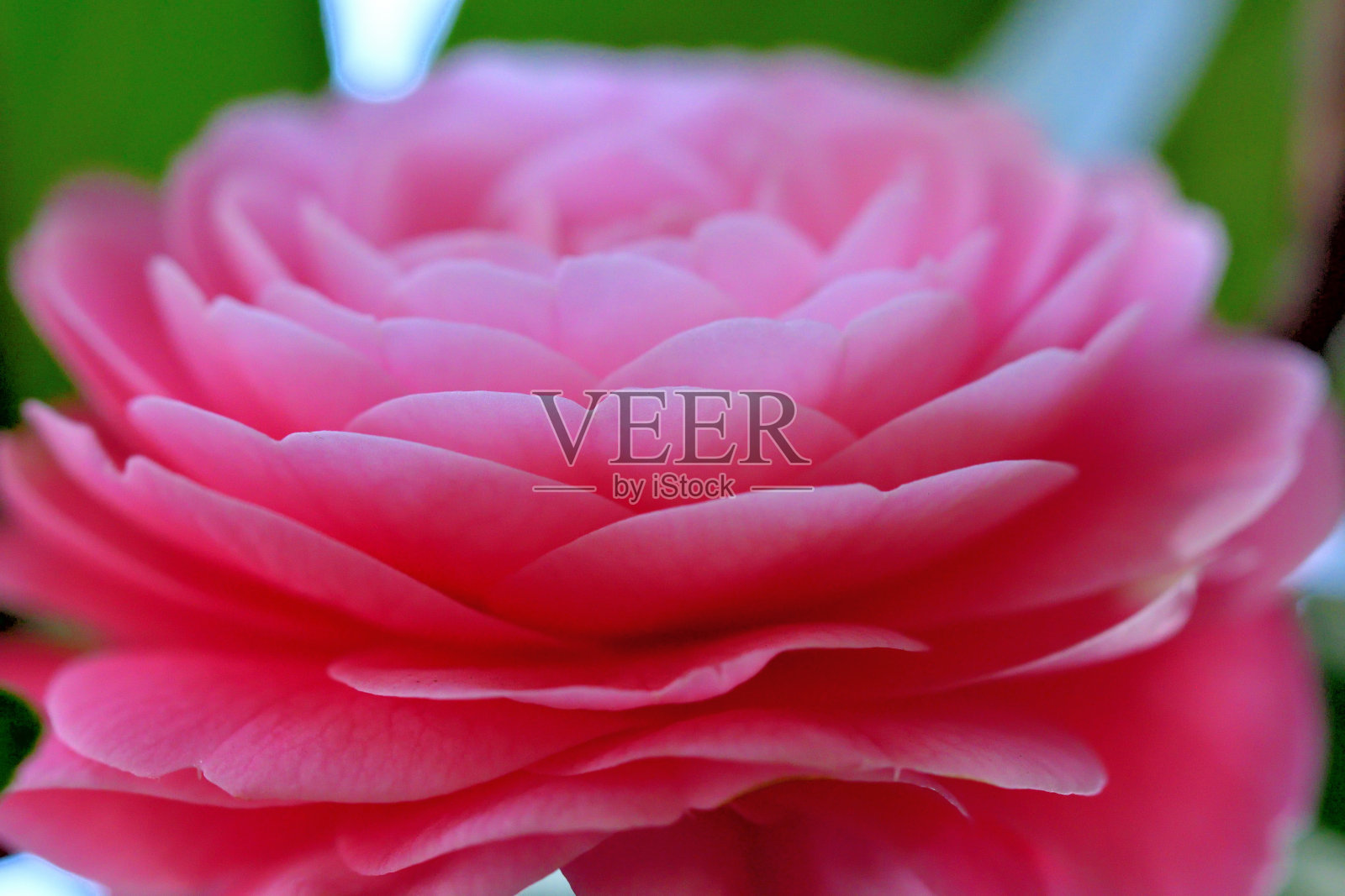 茶花:红色和粉红色的花照片摄影图片