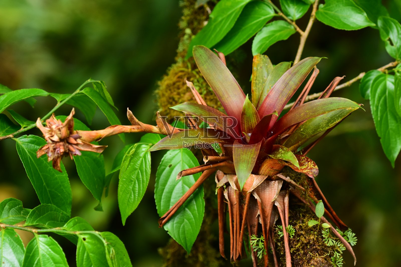 从角度看，阳光下的红凤梨花在长满苔藓的树枝上照片摄影图片