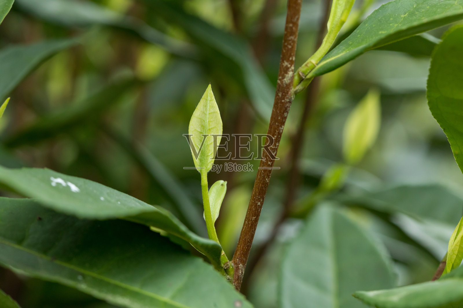 绿茶树在春天照片摄影图片