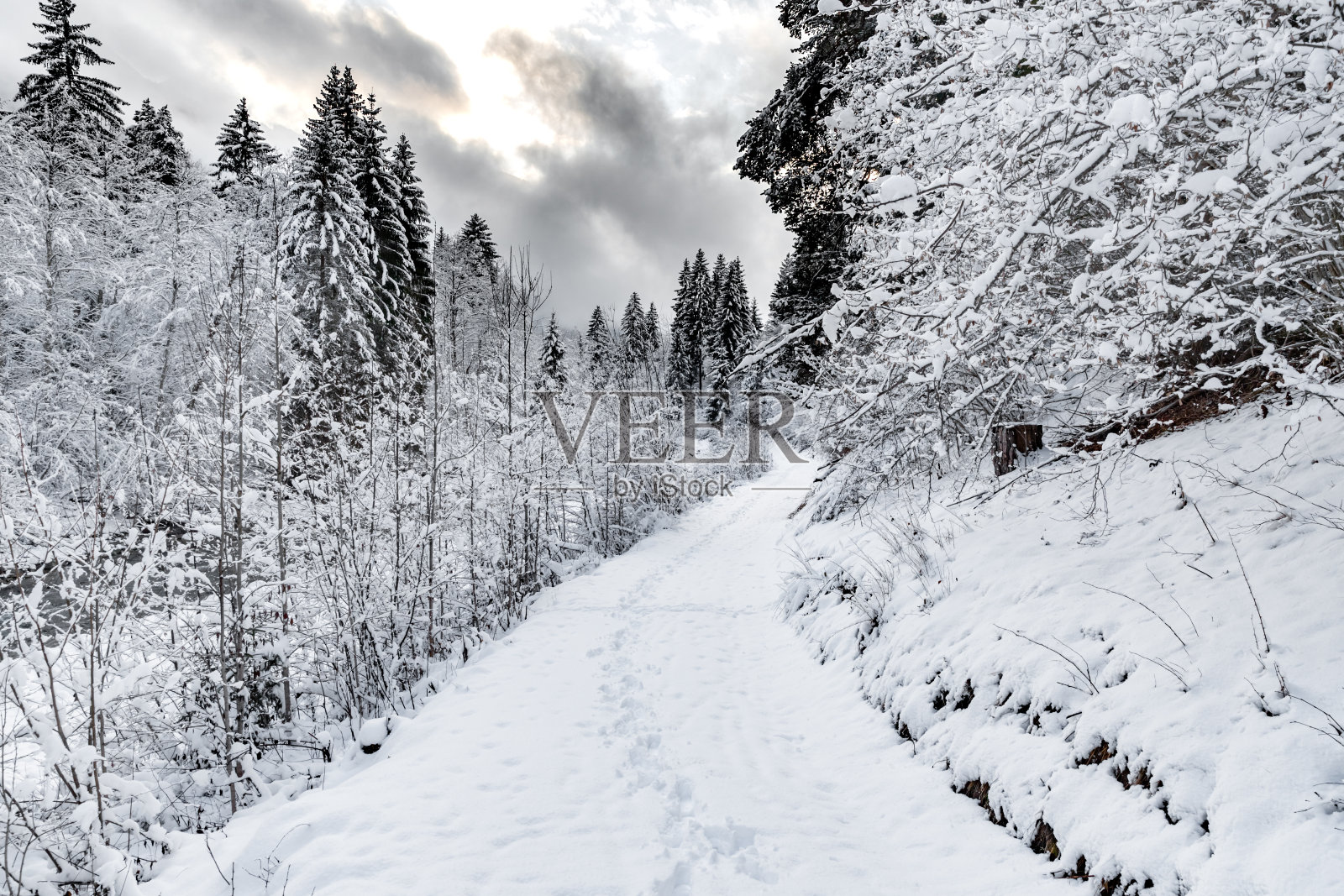 白雪皑皑的雪林内景色优美，河流间白雪覆盖的森林，全景的野外自然冬天的背景，树枝在白霜照片摄影图片