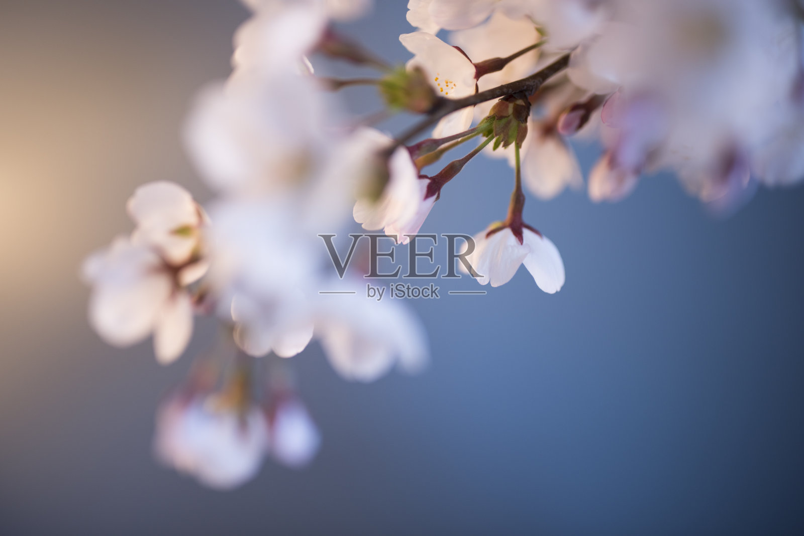 樱花的分支照片摄影图片