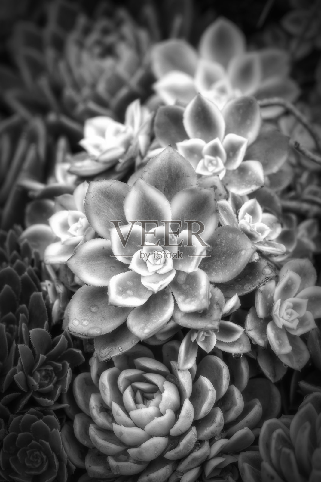 黑色和白色多肉植物照片摄影图片