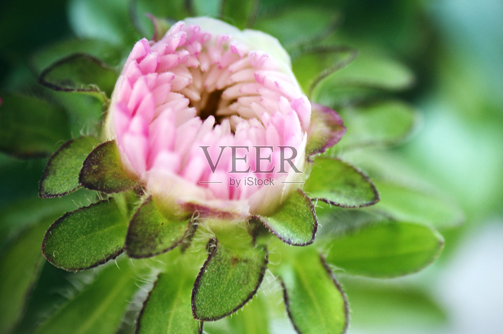 花特写菊花单花的蓓蕾发育照片摄影图片