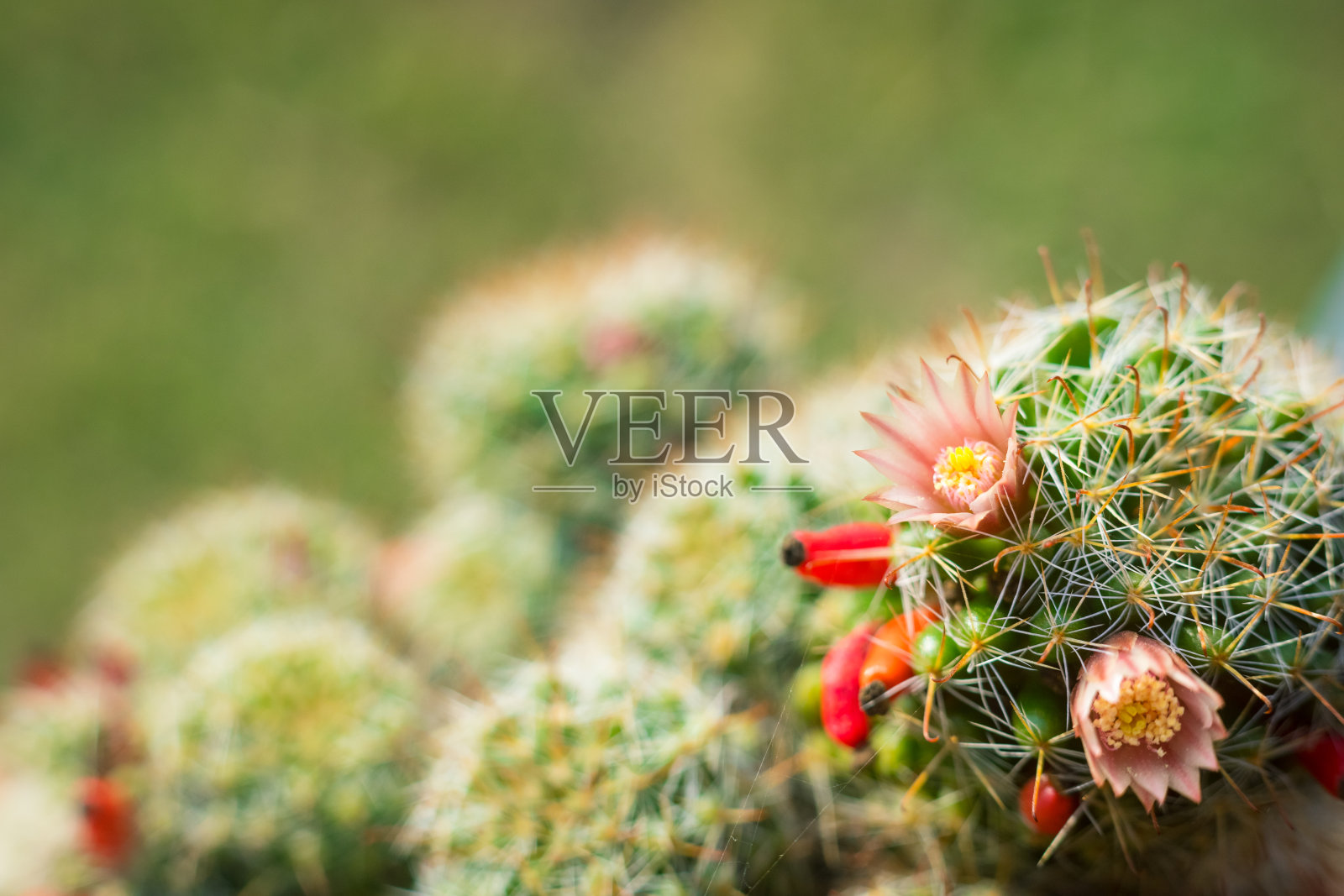 近距离特写美丽的橙色仙人掌花与白色的仙人掌刺在绿色的仙人掌背景。照片摄影图片