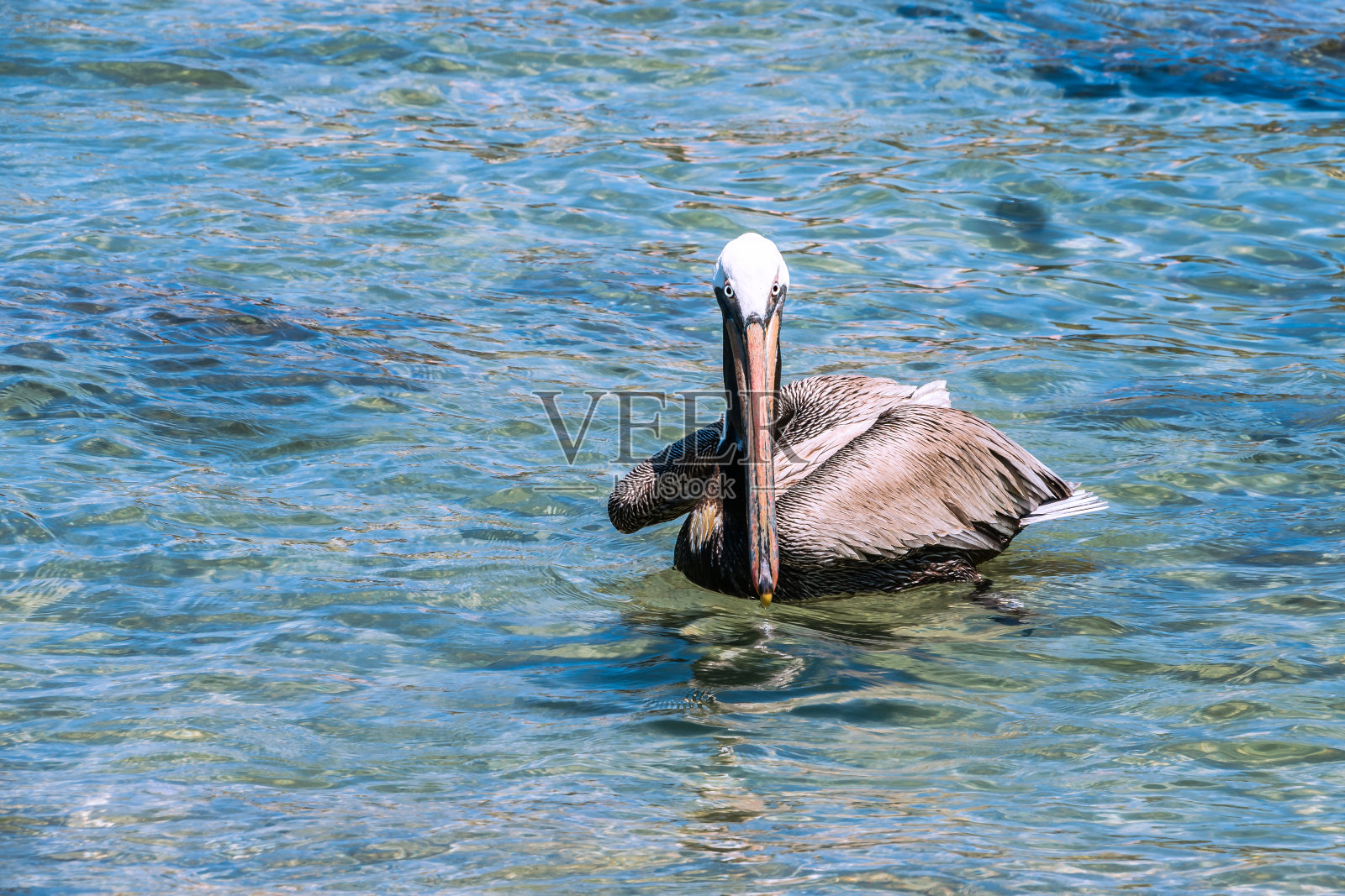 漂浮在海洋中的深褐色鹈鹕，眼睛锐利照片摄影图片
