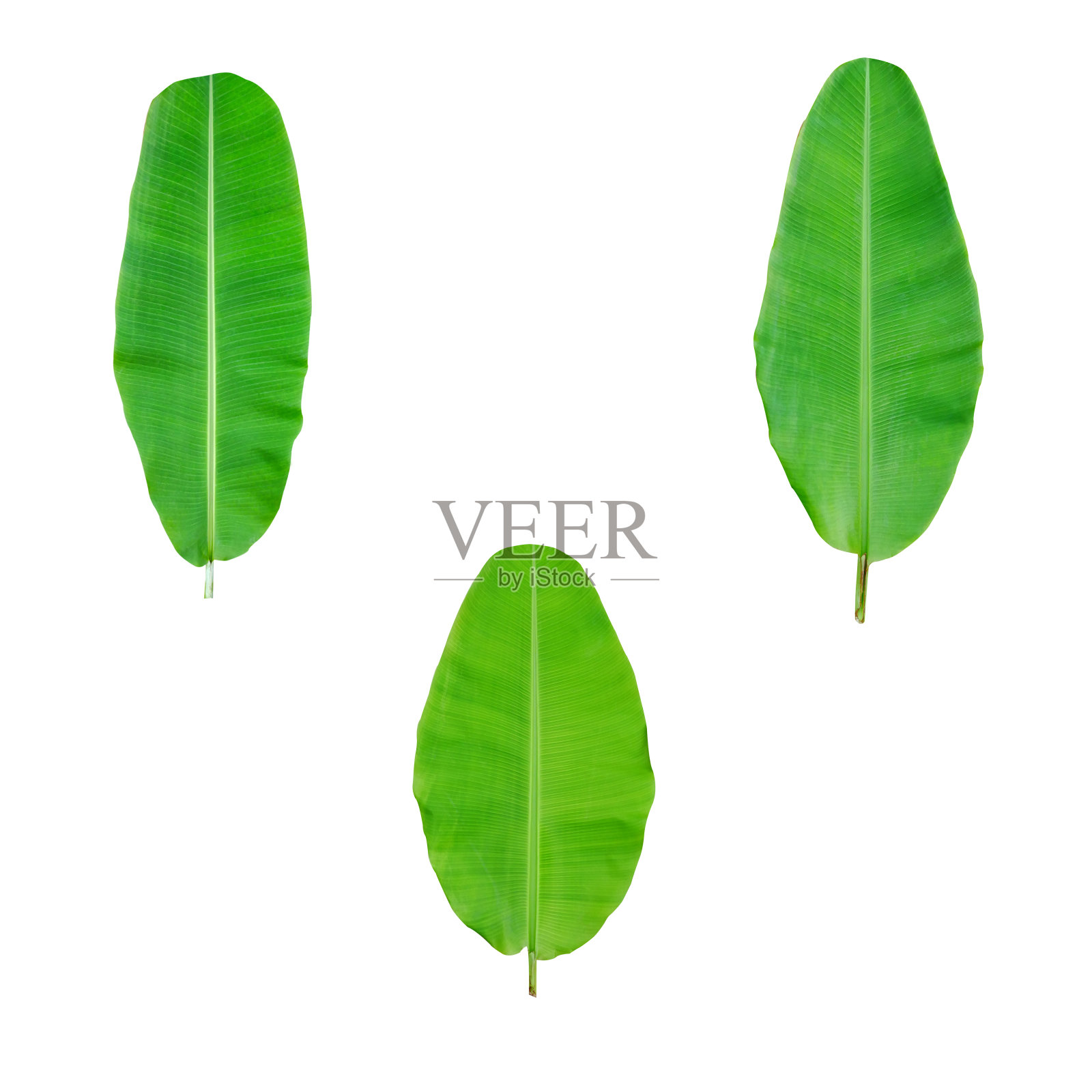 热带树叶，芭蕉叶孤立在白色的背景和修剪路径包括。照片摄影图片