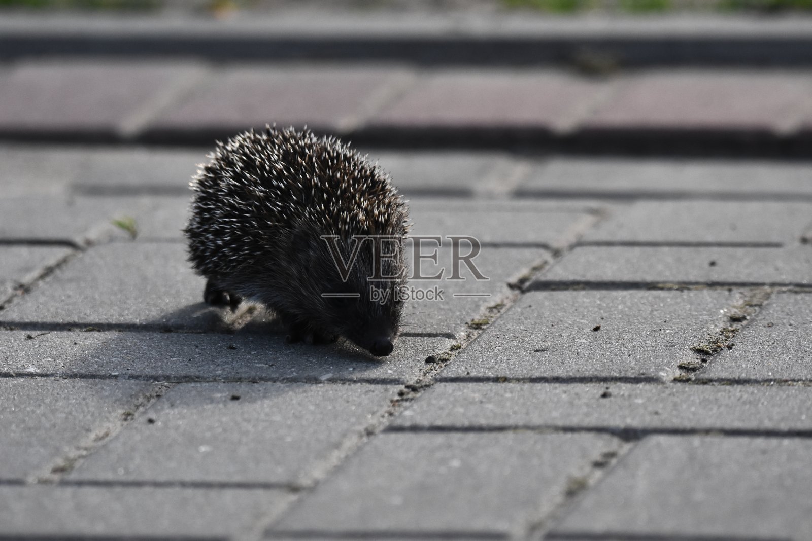 刺的刺猬妈妈和三个年轻人寻找食物的晚上散步之间的房子和街道的城市。杂食性哺乳动物在夜间活动。照片摄影图片