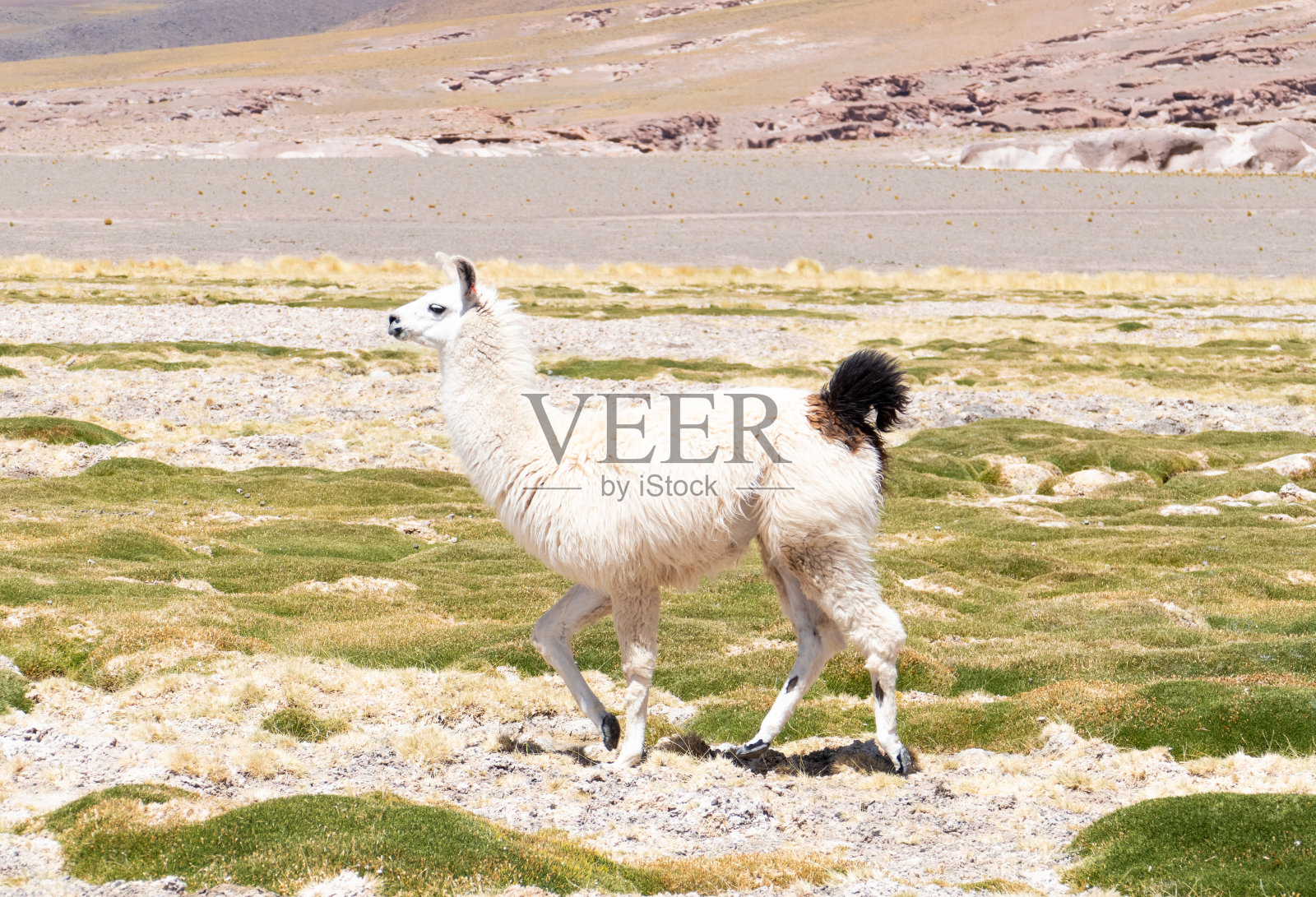 大羊驼在拉古纳萨拉德阿瓜斯卡连特斯，圣佩德罗德阿塔卡马照片摄影图片