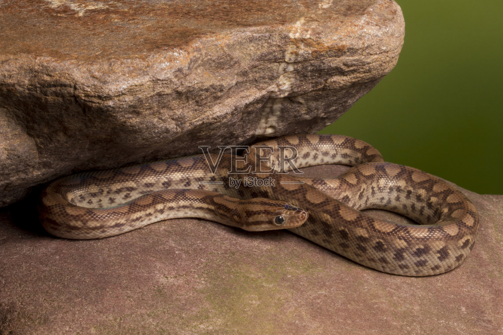 哥伦比亚彩虹蟒在摇滚2照片摄影图片