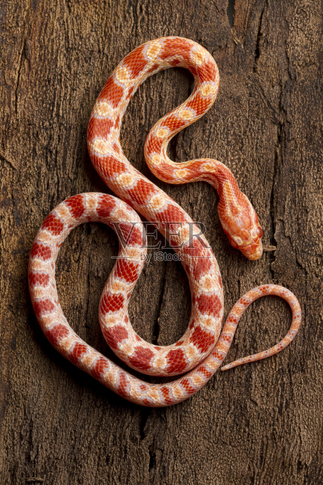 白化玉米蛇全身俯视图2照片摄影图片