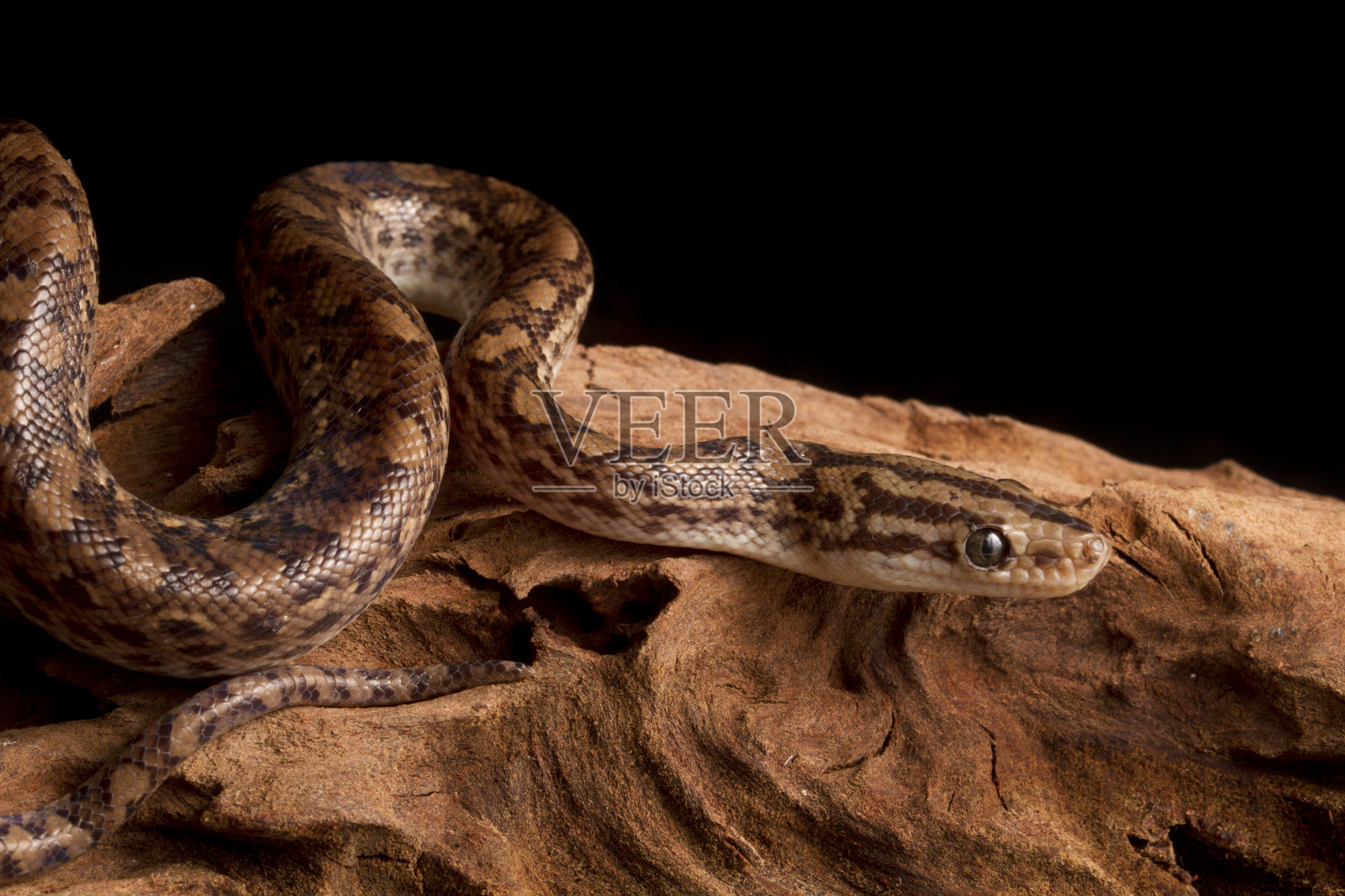 哥伦比亚彩虹蟒蛇画像照片摄影图片