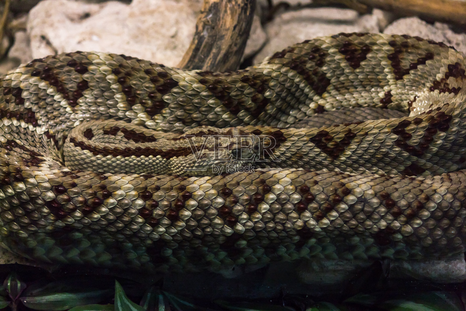 救援响尾蛇近距离鳞片照片摄影图片