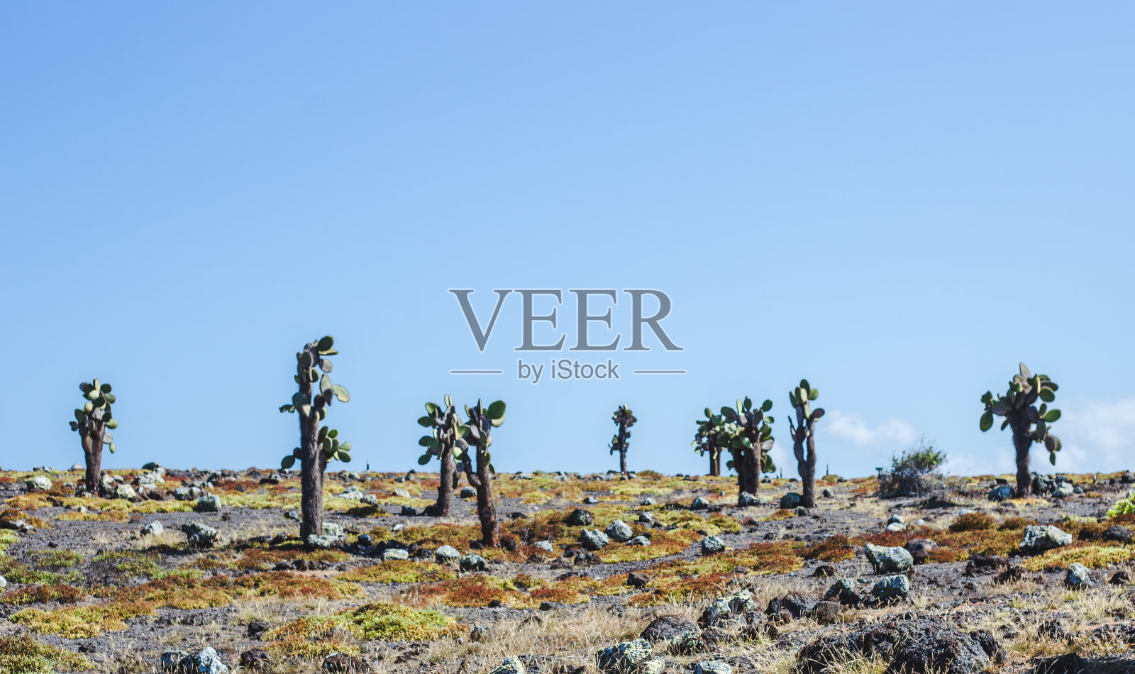 厄瓜多尔加拉帕戈斯群岛北西摩岛的荒野景观上的仙人掌照片摄影图片