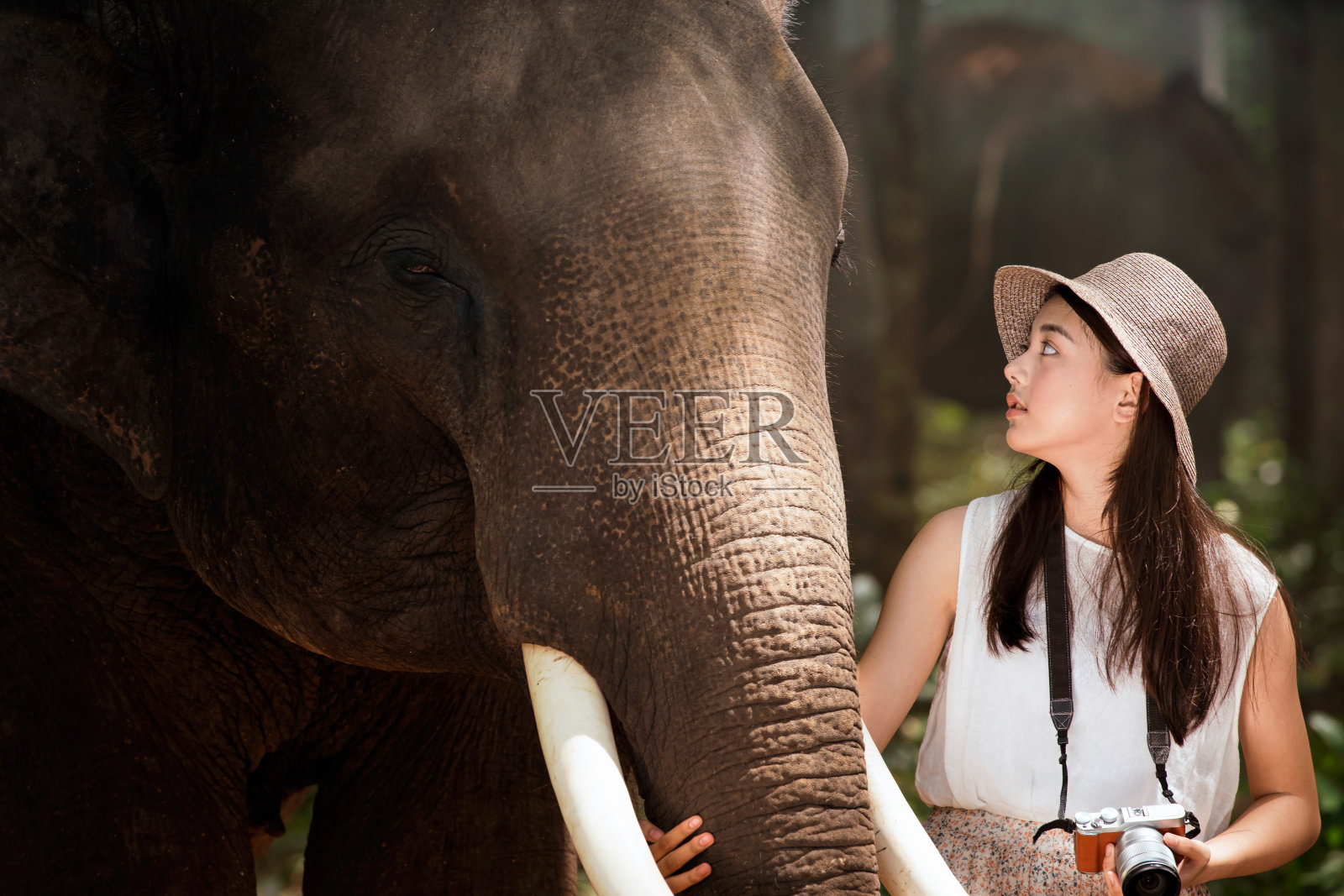 游客在森林里与野生大象嬉戏，亚洲女性在象村拍照照片摄影图片