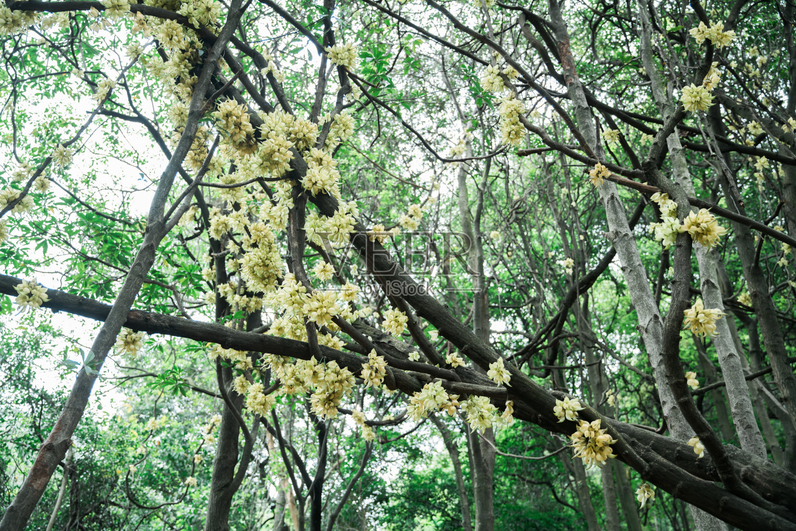 在森林中盛开的野花(油麻藤)照片摄影图片