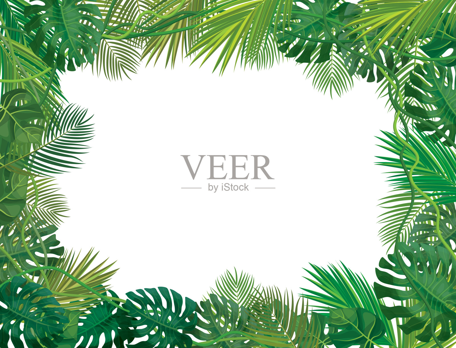 矢量框架，热带叶孤立。插画图片素材