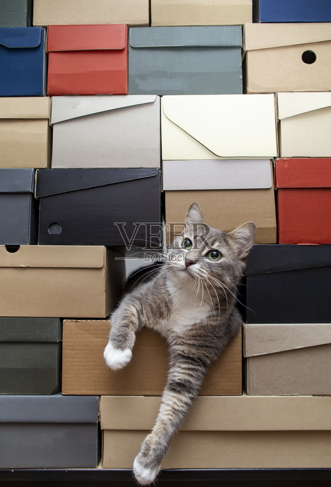 猫用绿色的眼睛爬进一堆堆叠的鞋盒里，平静地躺下，看着旁边有拷贝的空间。照片摄影图片