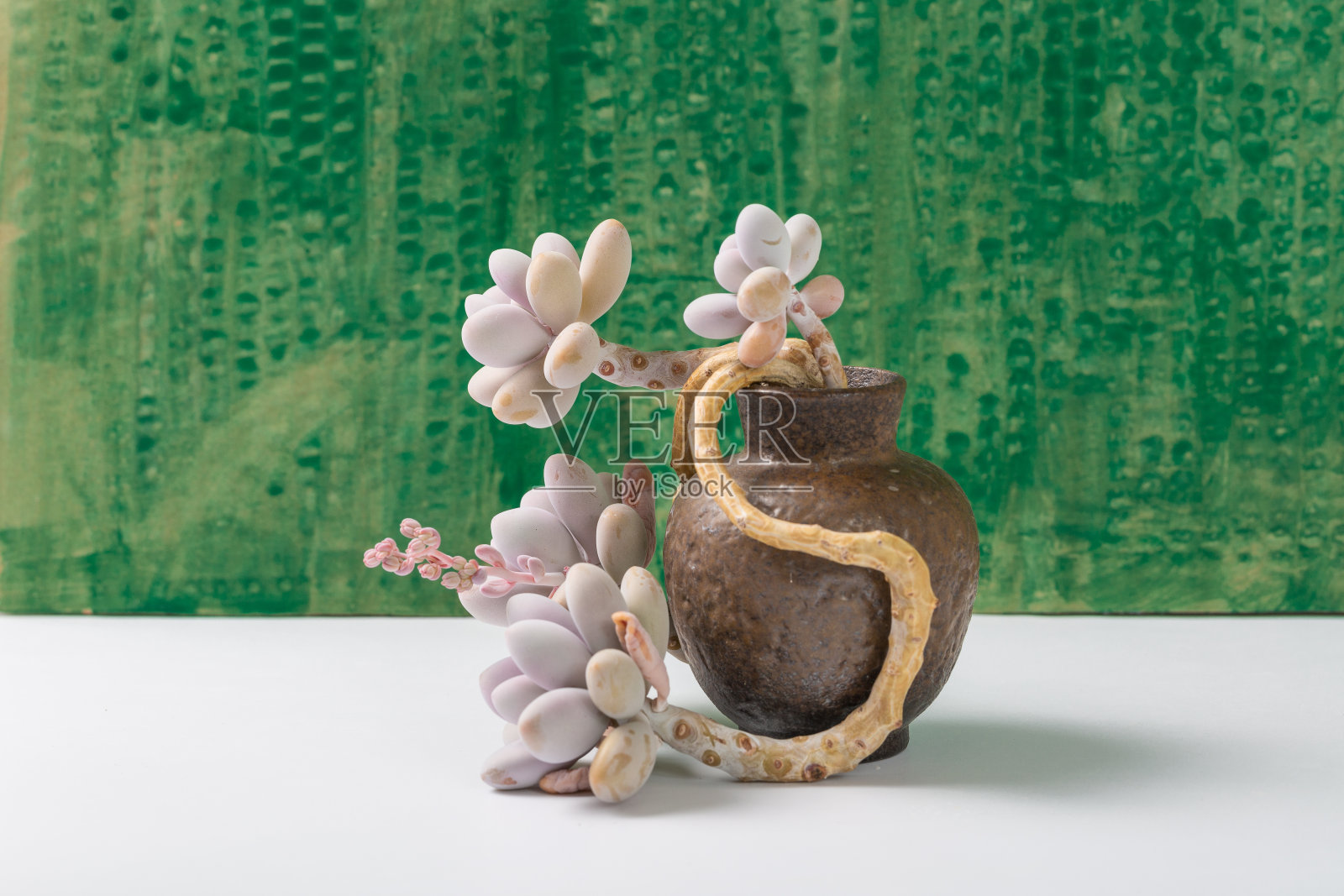 绿色背景的多肉植物，紫水晶照片摄影图片