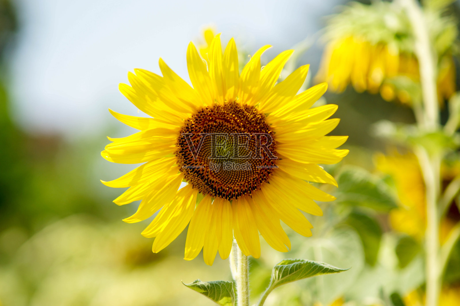 单一的向日葵户外照片摄影图片