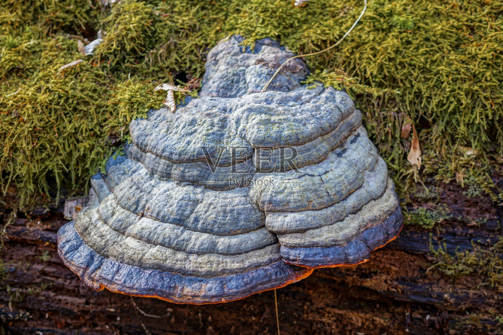 彩色蓝色火绒真菌的特写照片摄影图片