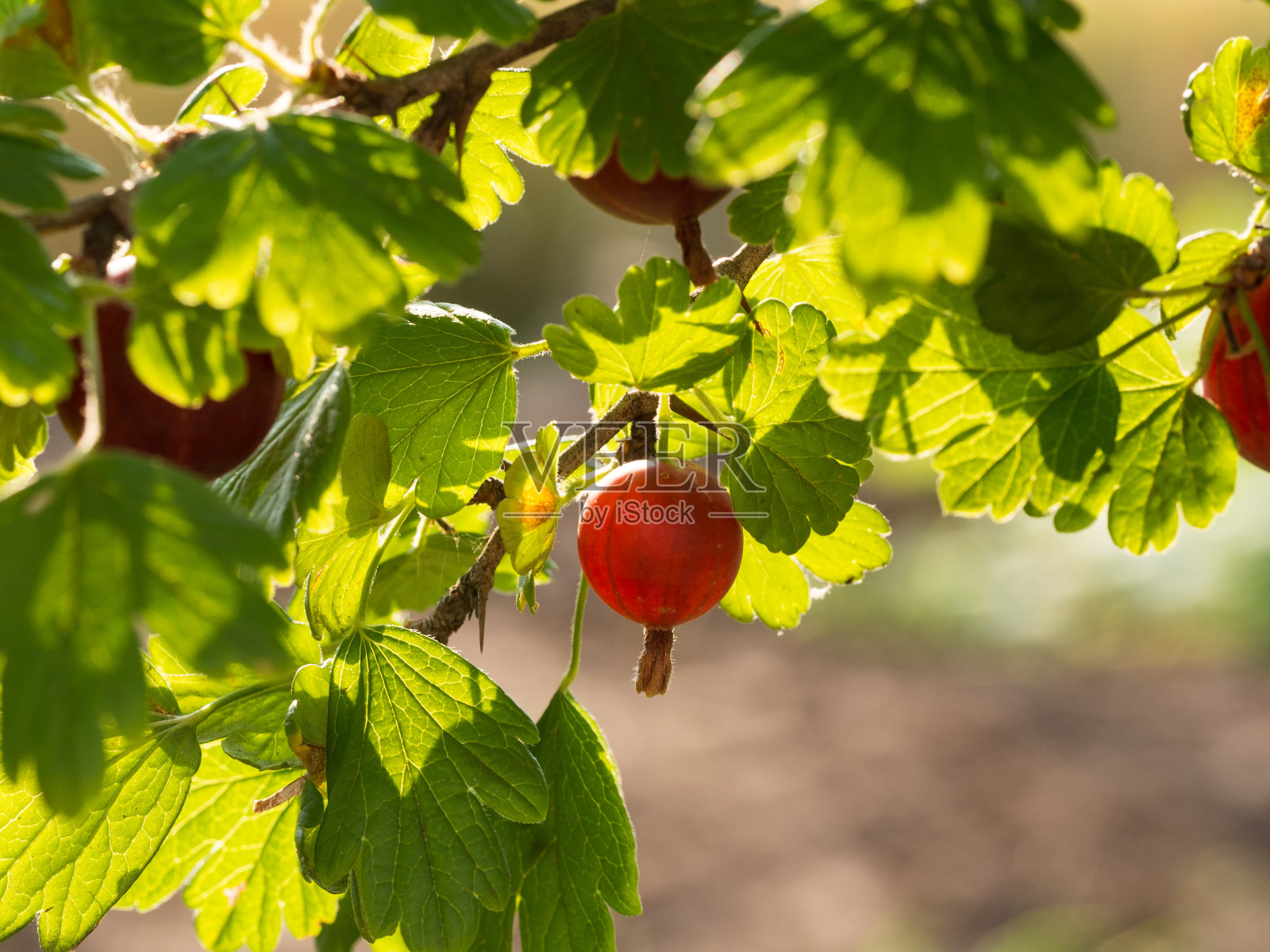 阳光明媚的日子里，醋栗多汁的果实挂在树枝上照片摄影图片