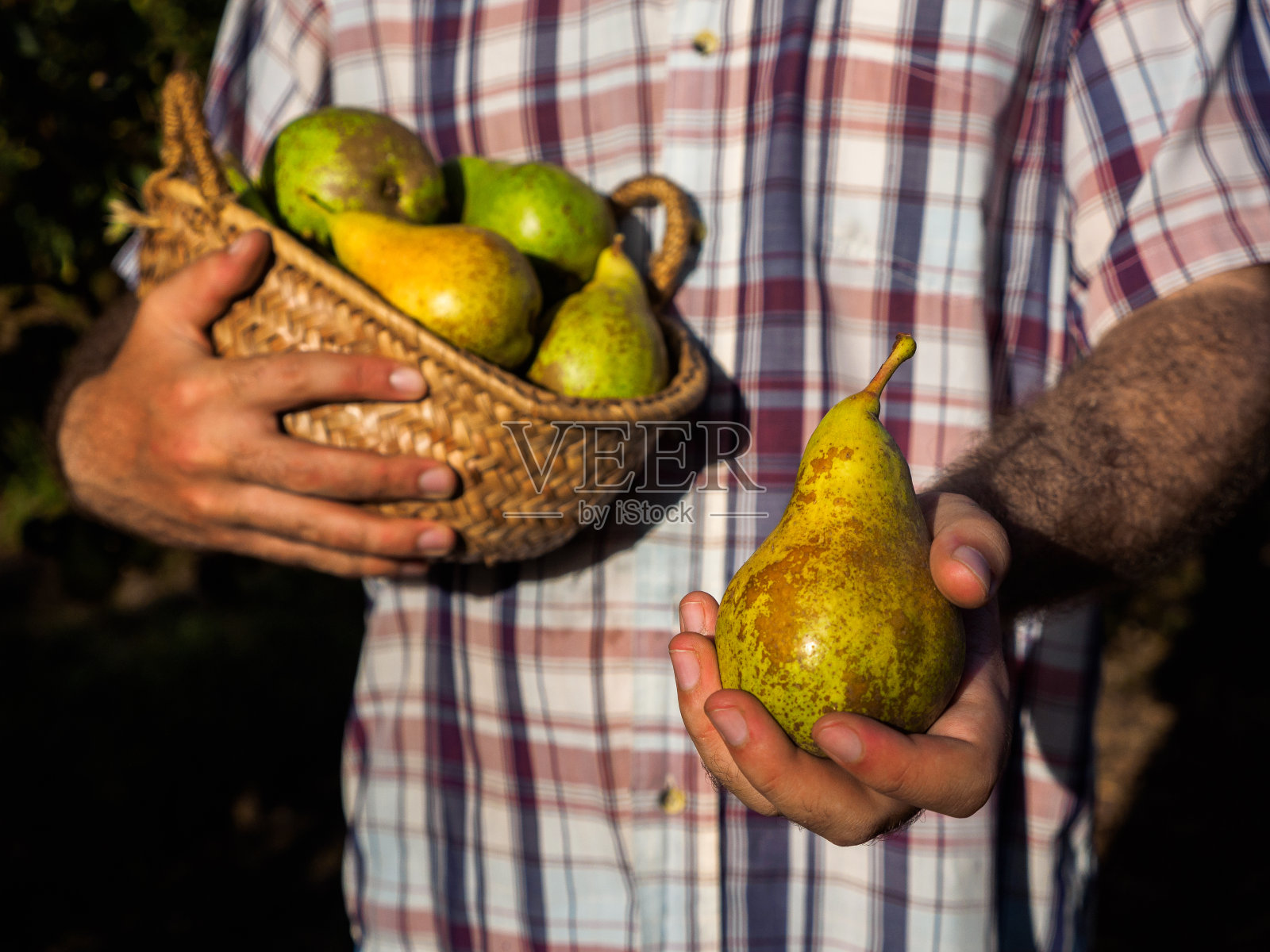 果园里的农夫手里拿着梨子，专注地奉献着果实。生态农业的概念照片摄影图片