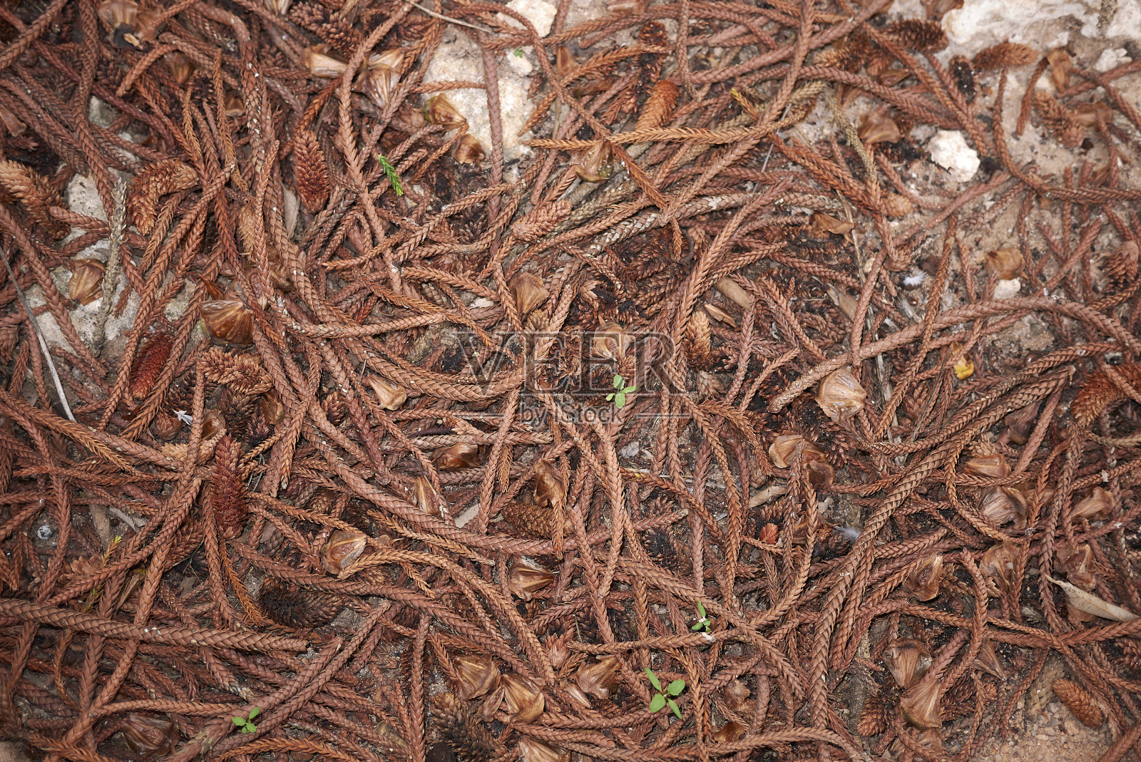 阿劳卡里亚异种照片摄影图片