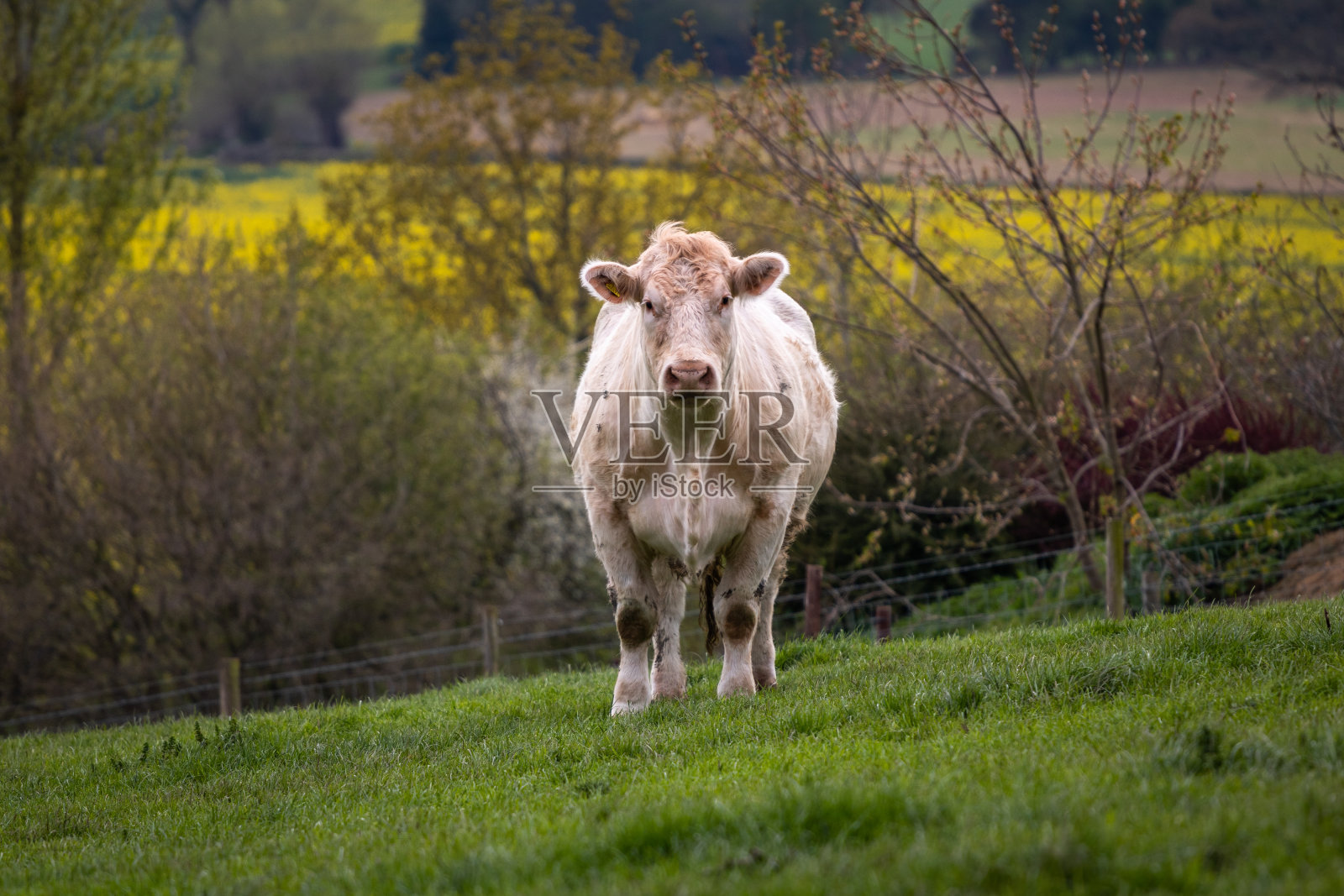 Charolais牛品种。肌肉发达的白奶牛。照片摄影图片