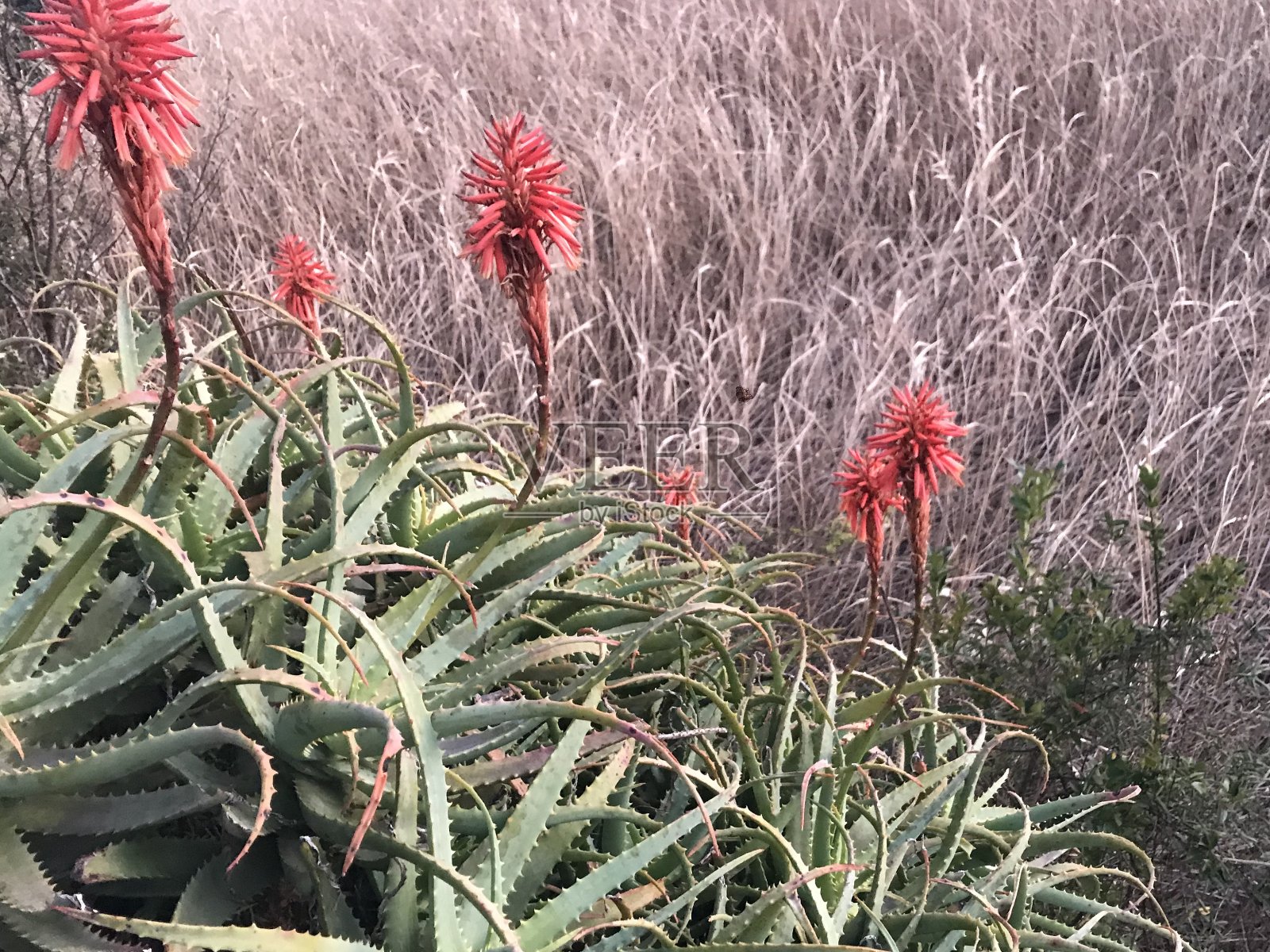 芦荟的花。照片摄影图片