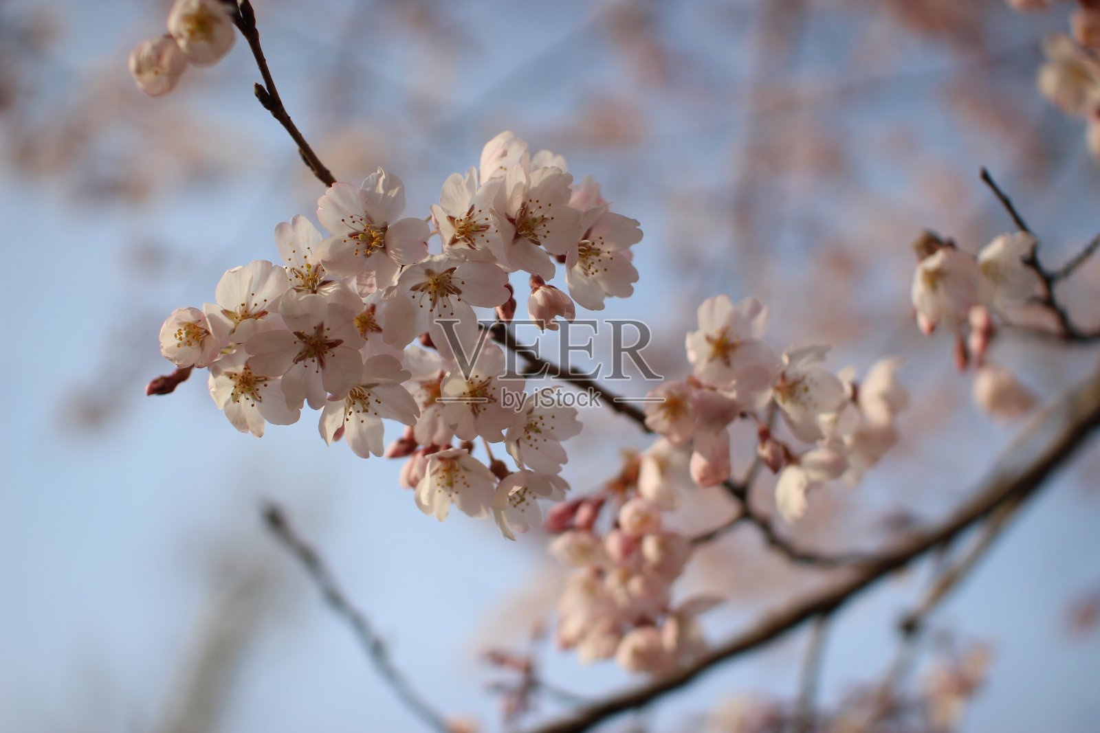 柔和的樱花或樱花盛开在春天的季节。照片摄影图片