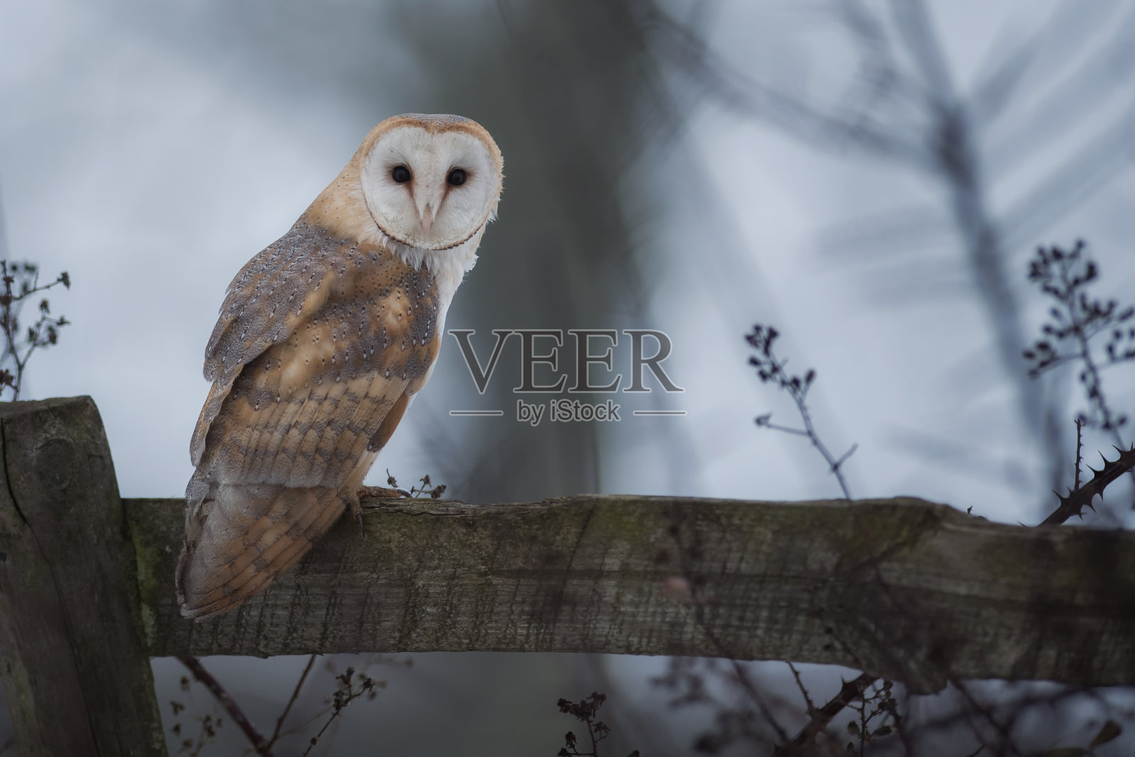 冬天谷仓猫头鹰的肖像在旧大门在农村照片摄影图片