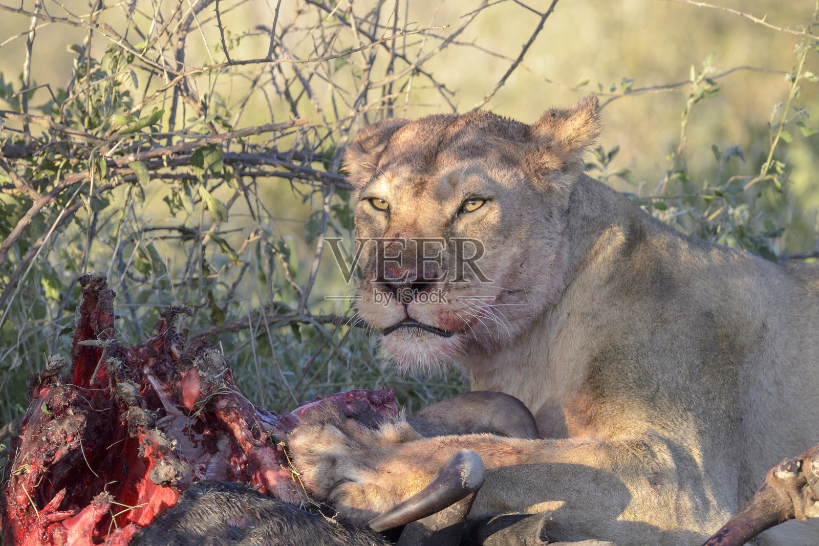 狮子(豹属狮子座)照片摄影图片