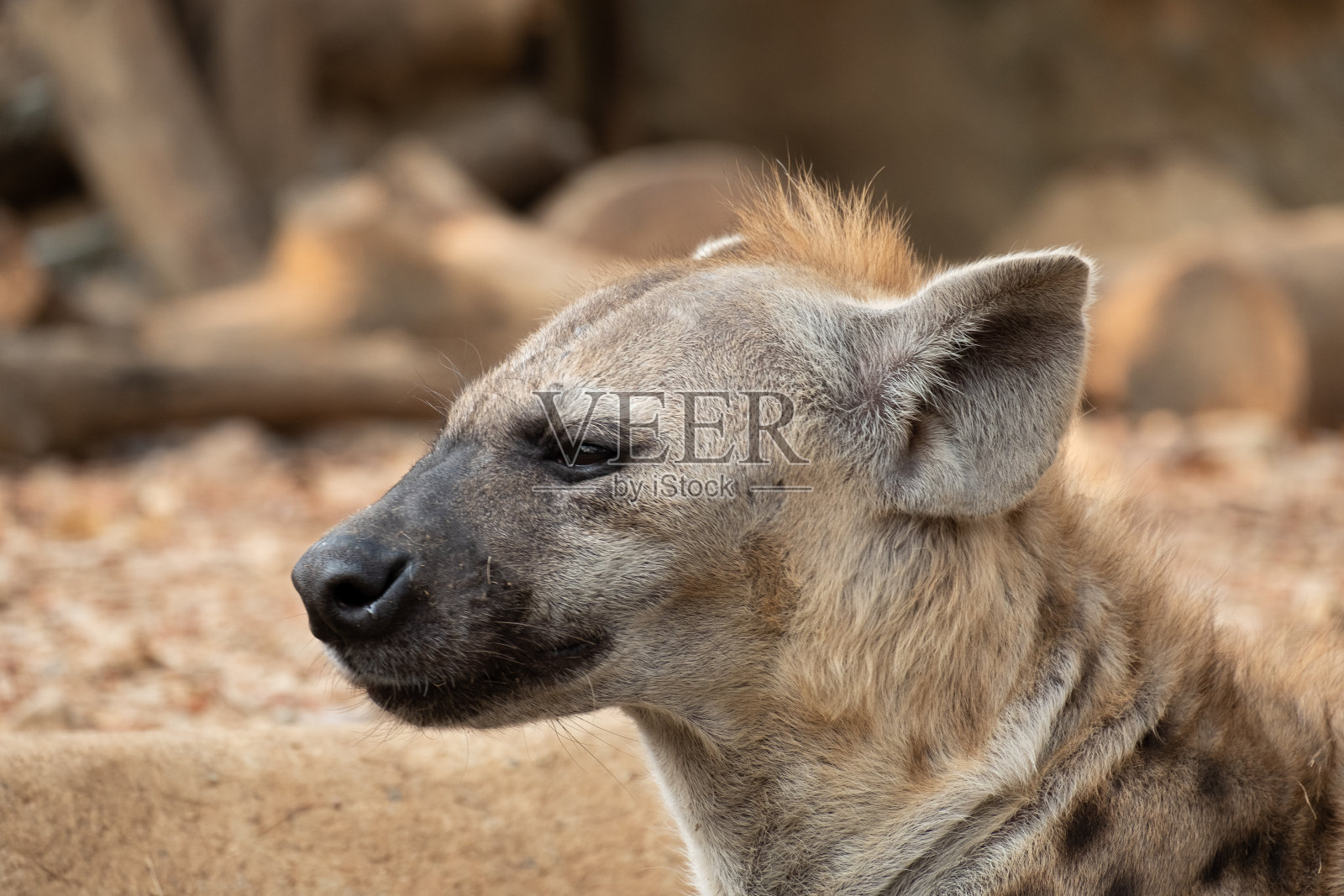 土狼照片摄影图片