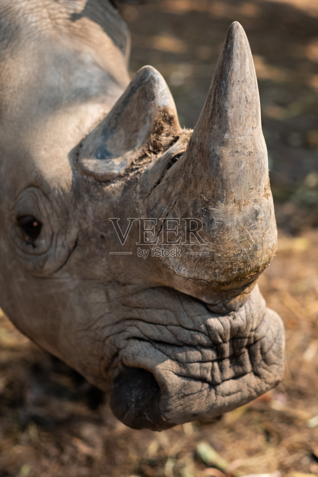 白犀牛照片摄影图片