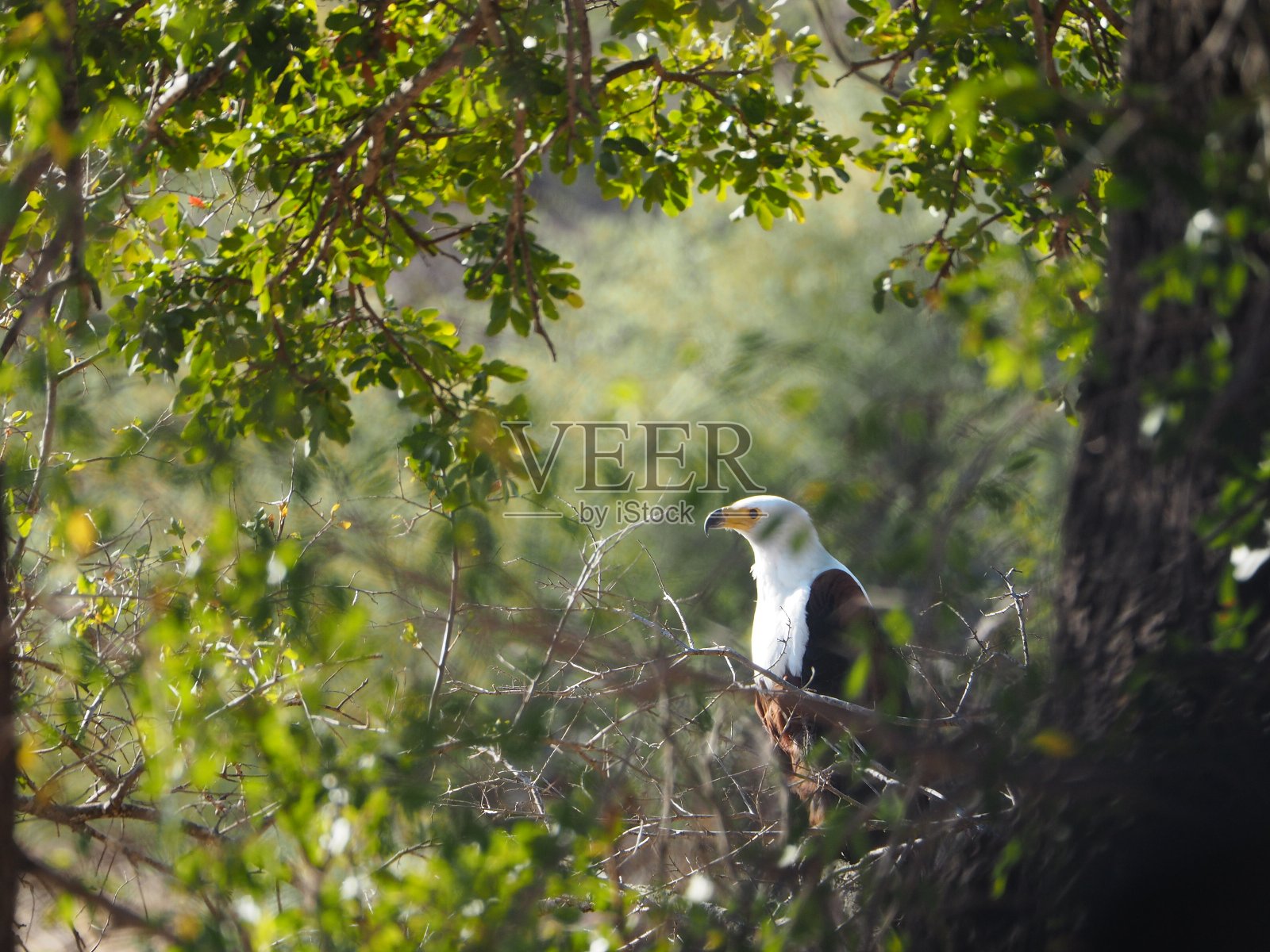 鱼鹰在绿色的树枝照片摄影图片