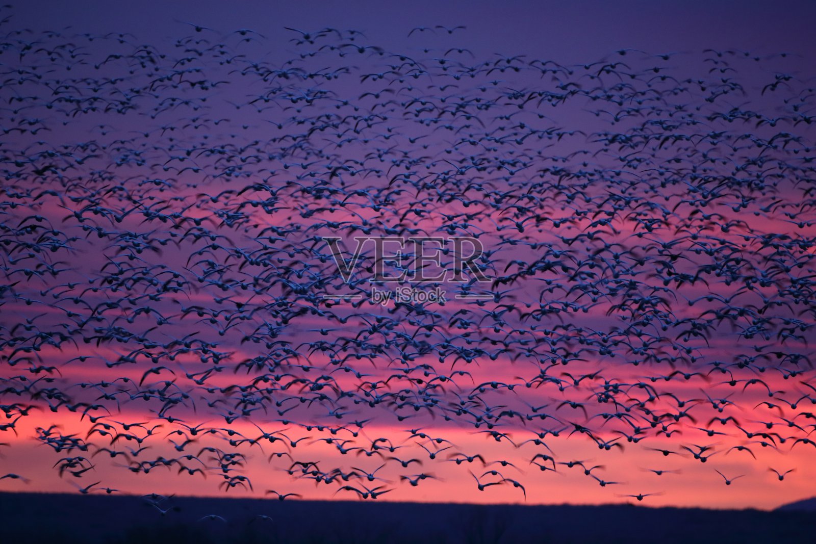 雪鹅博斯克德尔阿帕奇，美国新墨西哥州照片摄影图片